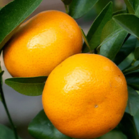 柑橘類(lèi)